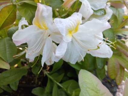 Azalka opadavá - Azalea Knap Hill 'Silver Slipper'