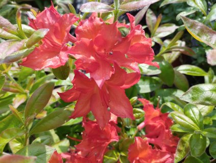 Azalka opadavá - Azalea Knap Hill 'Doloroso'