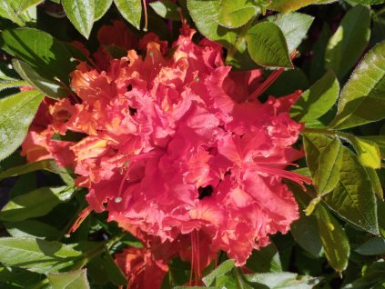 Azalka opadavá - Azalea Knap Hill 'Gibraltar'