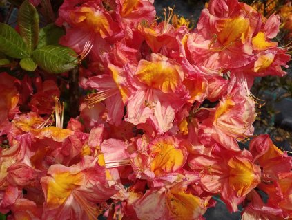 Azalka opadavá - Azalea Knap Hill 'Juanita'