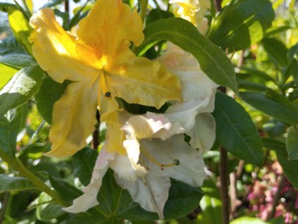 Azalka opadavá - Azalea Knap Hill 'Zuza'