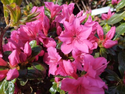 Azalka japonská - Azalea japonica 'Michiko'