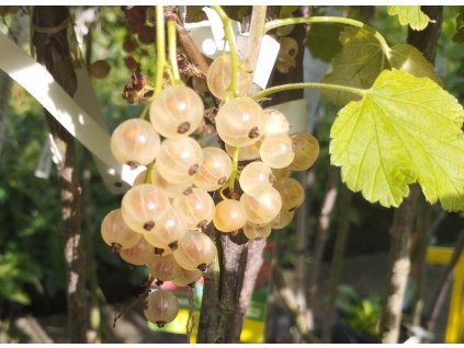 Bílý rybíz 'Wersailský bílý' - stromkový V KVĚTINÁČI