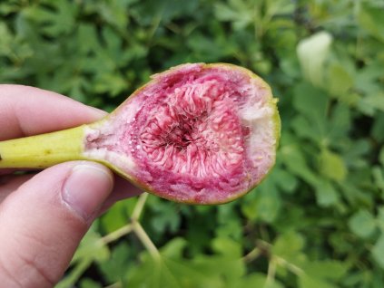 Fíkovník 'Morena' - keř