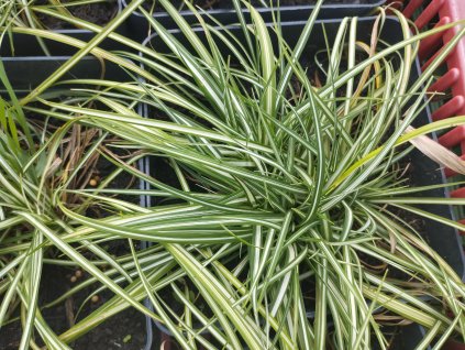 Ostřice ptačí nožka - Carex ornithopoda 'Variegata'