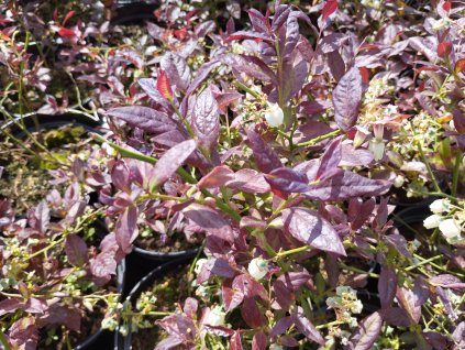 Kanadská borůvka zakrslá červenolistá 'Cabernet Splash' - Vaccinium corymbosum 'Cabernet Splash'