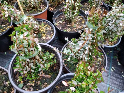 Klikva - Vaccinium macrocarpon 'Stevens'