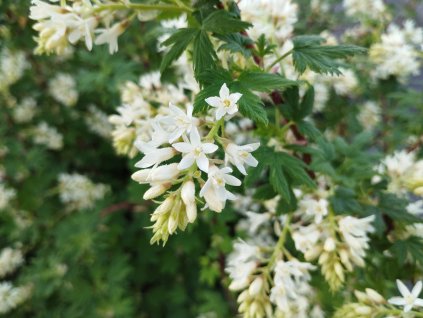 Meruzalka krvavá - Ribes sanguineum 'Oregon Snowflake'