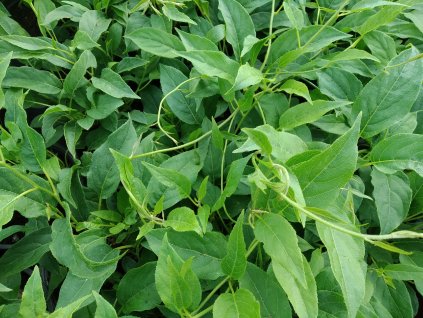 Kiwi - Actinidia arguta 'Japsai' - maloplodé