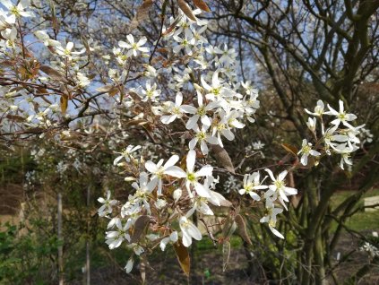 Muchovník Lamarckův - Amelanchier lamarckii