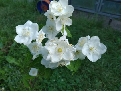 Pustoryl - Philadelphus 'Belle Etoile'