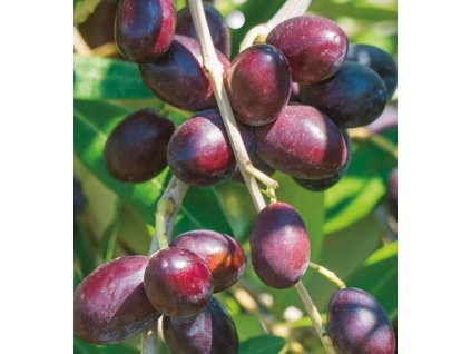 Olivovník evropský ARBEQUINA2