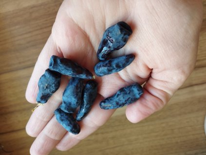 Zimolez kamčatský 'Uspiech' - Lonicera (borůvka z Kamčatky)