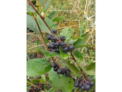 Černý jeřáb - Aronia melanocarpa 'Nero' - stromkový PROSTOKOŘENÝ