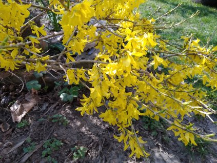 Zlatice prostřední 'Lynwood Gold' - Forsythia x intermedia 'Lynwood Gold'