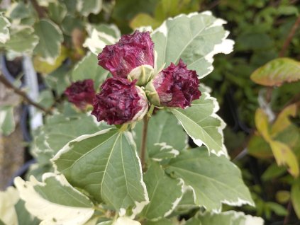 Ibišek syrský 'Purpureus Variegatus' - Hibiscus syriacus 'Purpureus Variegatus'