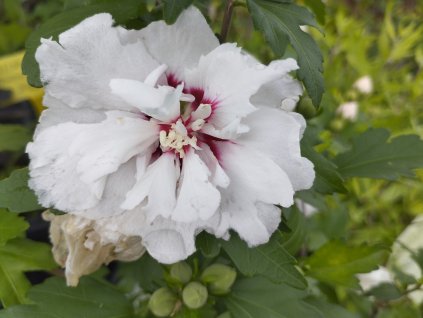 Ibišek syrský 'Speciosus' - Hibiscus syriacus 'Speciosus'