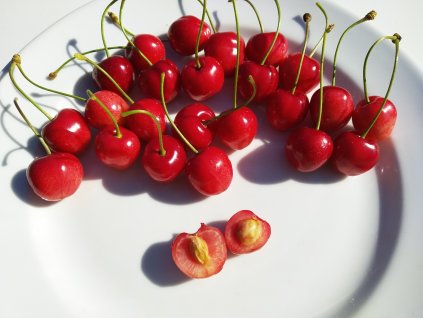 Třešeň zakrslá 'Karešova' - špičák (Gisela 5 - vzrůst do 3 metrů)