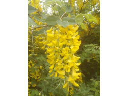 Štěsřenec - Zlatý déšť - Laburnum x watereri 'Vossii'