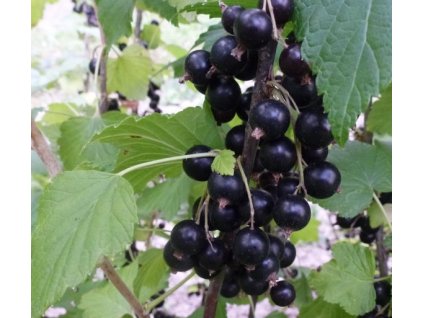 Rybíz keřový černý BEN CONAN2