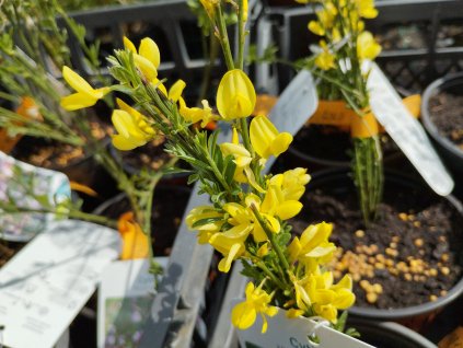 Čilimník 'Allgold' - Cytisus 'Allgold'