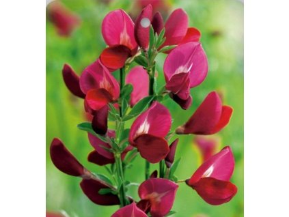 cytisus Moyclare pink