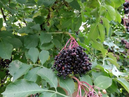 Černý bez - Sambucus nigra 'Haidegg 17'