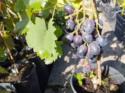 Vinná réva stolní modrá - 'Rošfor'