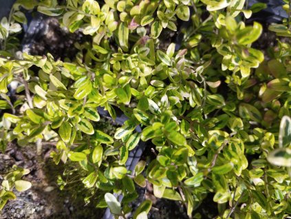 Zimolez lesklý - Lonicera nitida 'Lemon Beauty'
