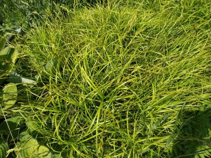 Ostřice - Carex muskingumensis 'Oehme'