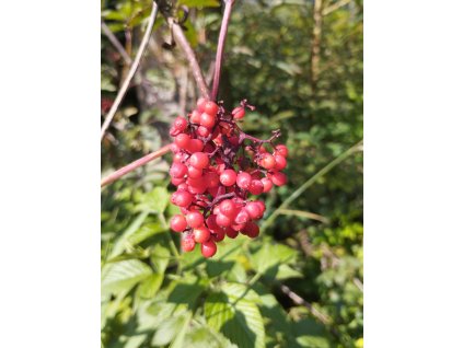 Bez červený - Sambucus racemosa