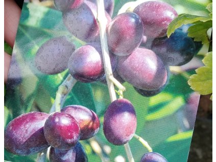 Olivovník evropský - Olea europea keř