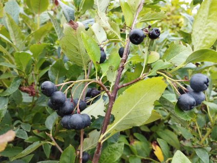 Černý jeřáb - Aronia melanocarpa 'Brilliant' - keř