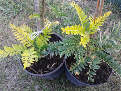 Dřezovec trojtrnný - Gleditsia triacanthos