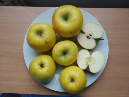 Jabloň 'Goldstar' - zákrsek M9 PROSTOKOŘENÁ