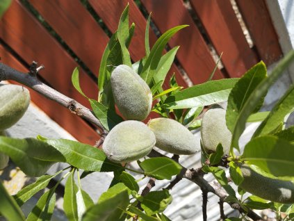 Mandloň 'Supernova' - zákrsek (GF 677)