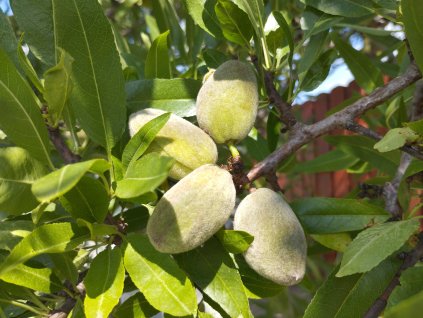 Mandloň 'Genco' - zákrsek (GF677)