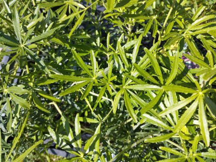 Choísie - Choisya ternata 'White Dazzler Londaz'