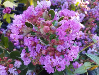 Pukol indický - Lagerstroernia indica 'Eternal'