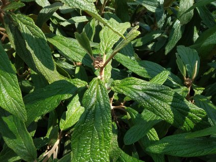 Kalina vrásčitolistá - Viburnum rhytidophyllum 'Little Snowball'