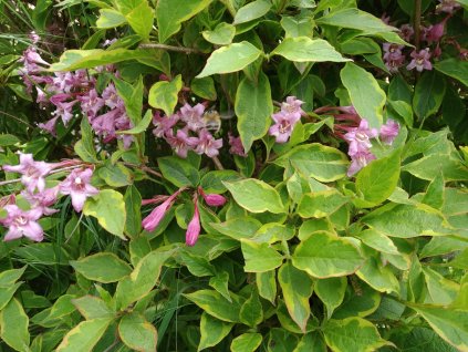 Vajgelie - Weigela florida 'Piccolo'