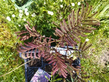 Albízie 'Summer Chocolate' - Albizia julibrissin