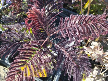 Albízie 'Summer Chocolate' - Albizia julibrissin
