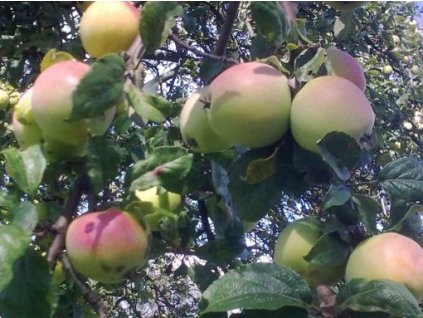 Jabloň 'Jadernička Moravská'2