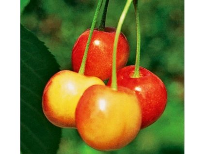 Třešňovišeň Hortensie 2