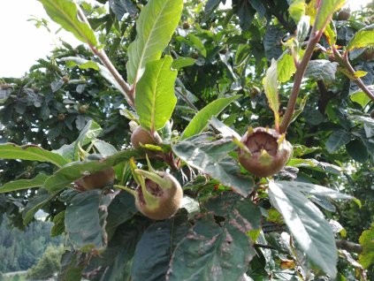 Mišpule ´Szentési Roza´ V KVĚTINÁČI