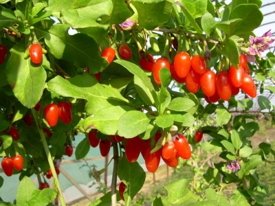 Kustovnice čínská 'Goji' - Lycium chinensis