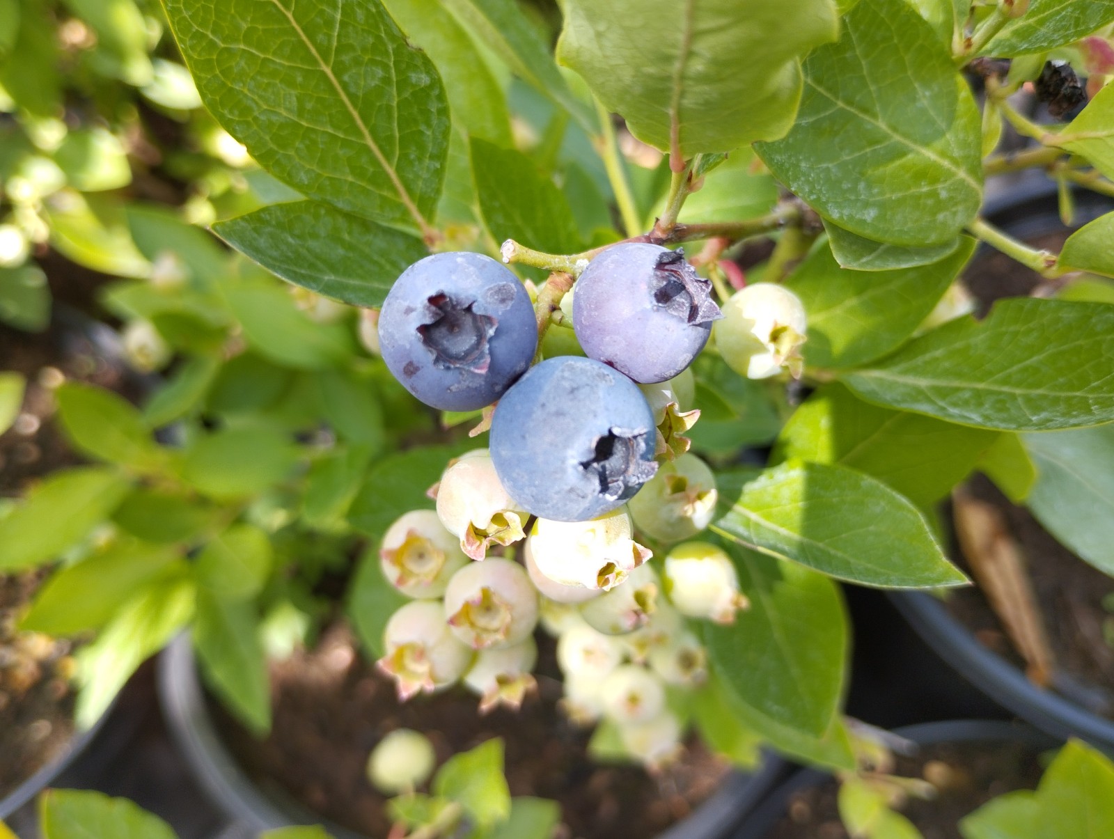 Kanadská borůvka 'Poppins' - Vaccinium corymbosum 'Poppins'