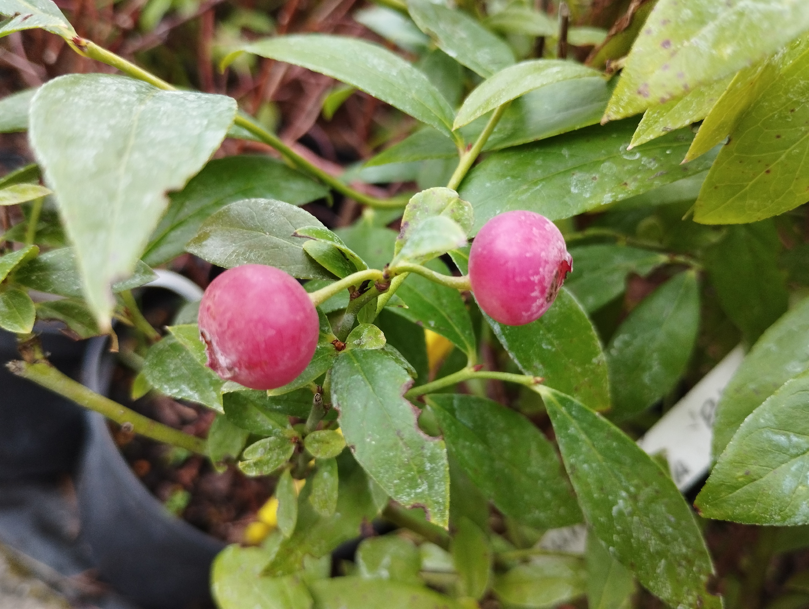 Kanadská borůvka 'Pink Lemonade' - Vaccinium corymbosum 'Pink Lemonade'