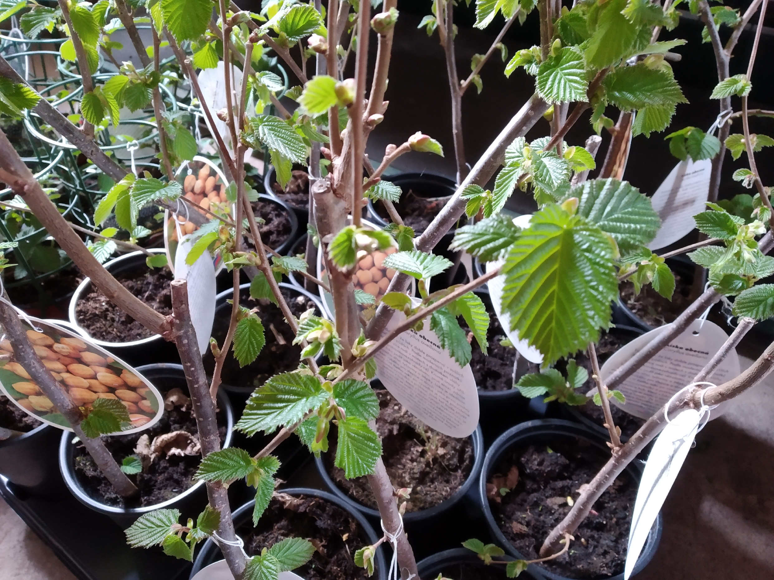 Líska keřová - Corylus avellana 'Tonda Gentile Romana'